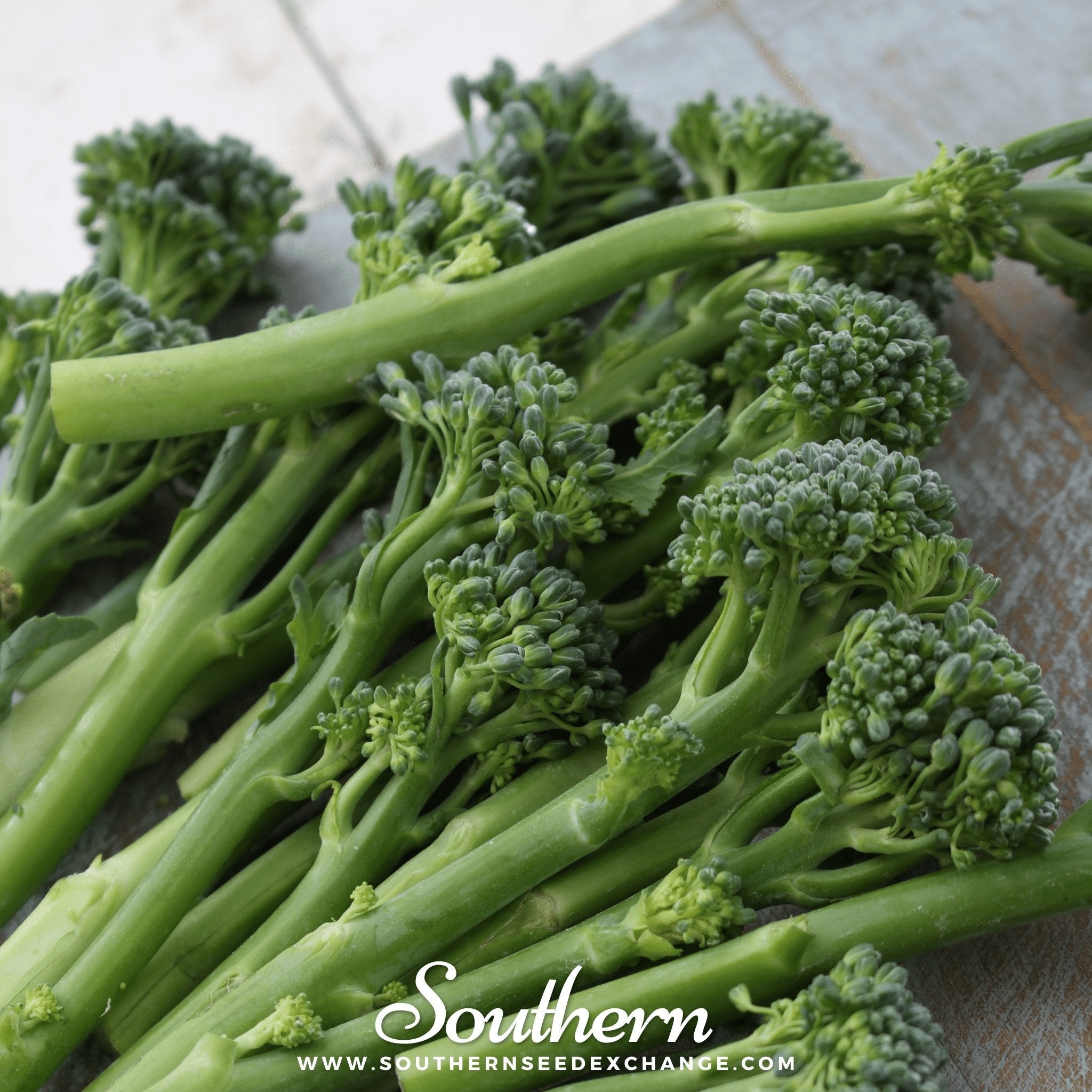 Broccoli, Calabrese Green (Brassica oleracea) - 100 Seeds seed packet from Seed Therapy – American - grown, heirloom seeds