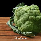 Broccoli, Calabrese Green (Brassica oleracea) - 100 Seeds seed packet from Seed Therapy – American - grown, heirloom seeds