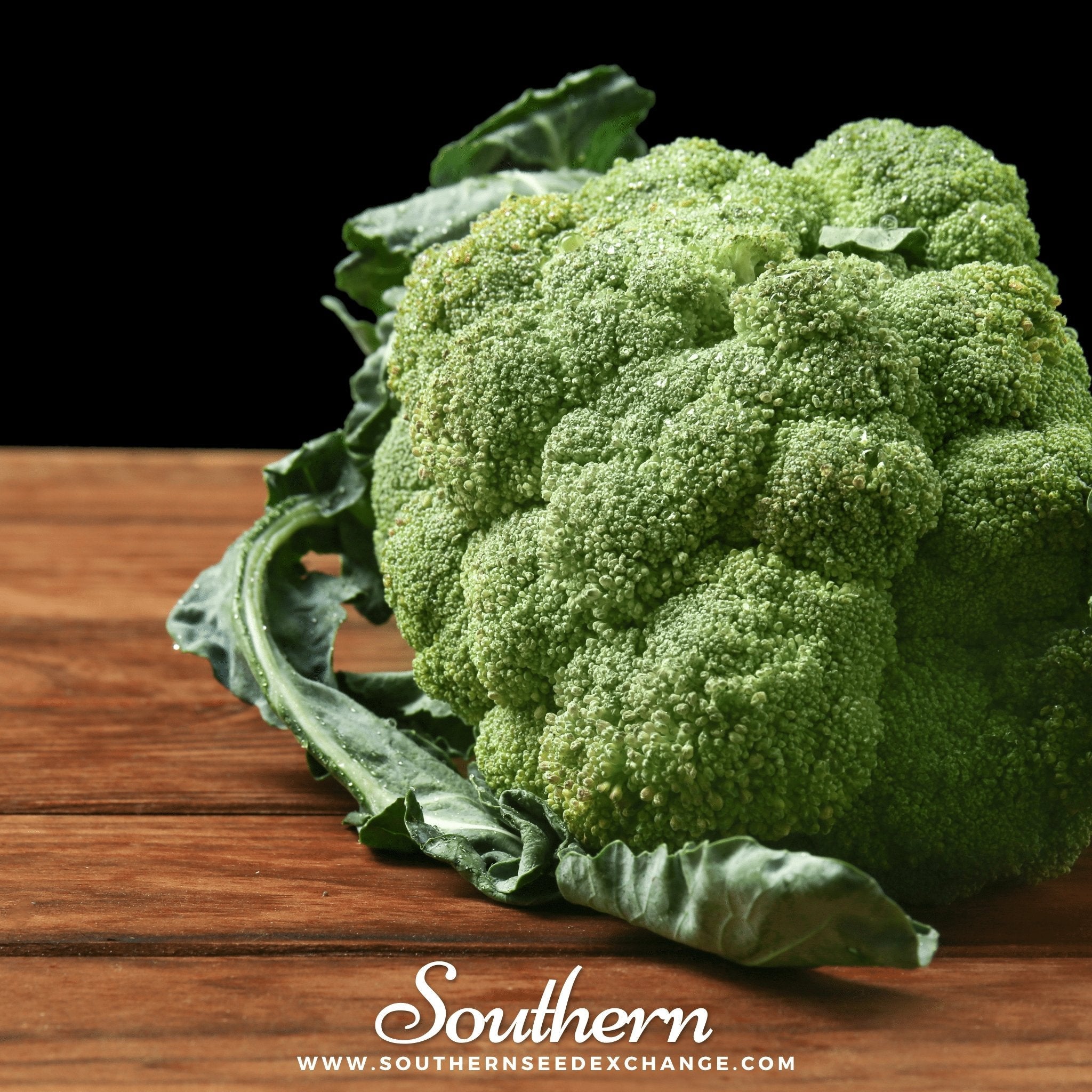 Broccoli, Calabrese Green (Brassica oleracea) - 100 Seeds seed packet from Seed Therapy – American - grown, heirloom seeds