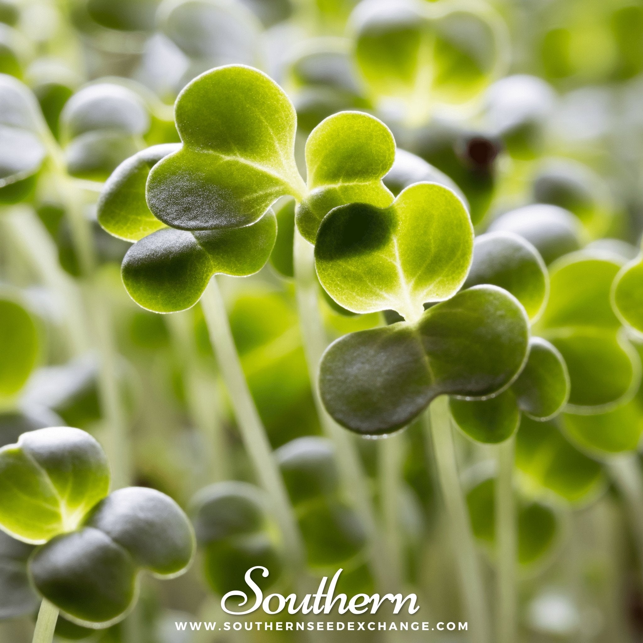 Broccoli, Calabrese Green (Brassica oleracea) - 100 Seeds seed packet from Seed Therapy – American - grown, heirloom seeds