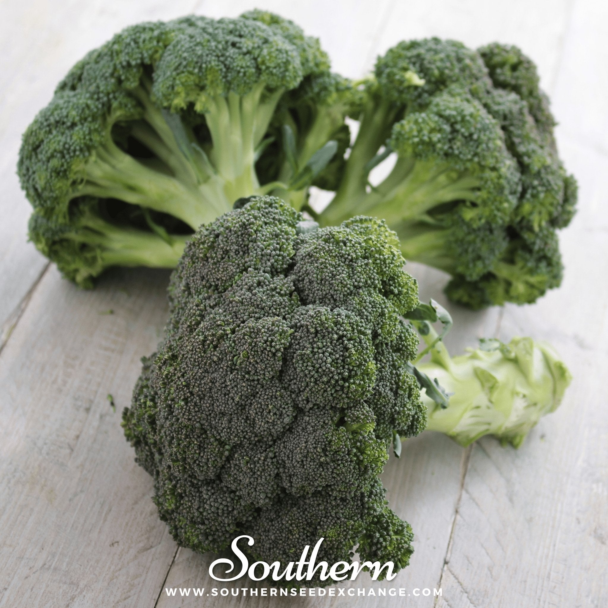Broccoli, Calabrese Green (Brassica oleracea) - 100 Seeds seed packet from Seed Therapy – American - grown, heirloom seeds