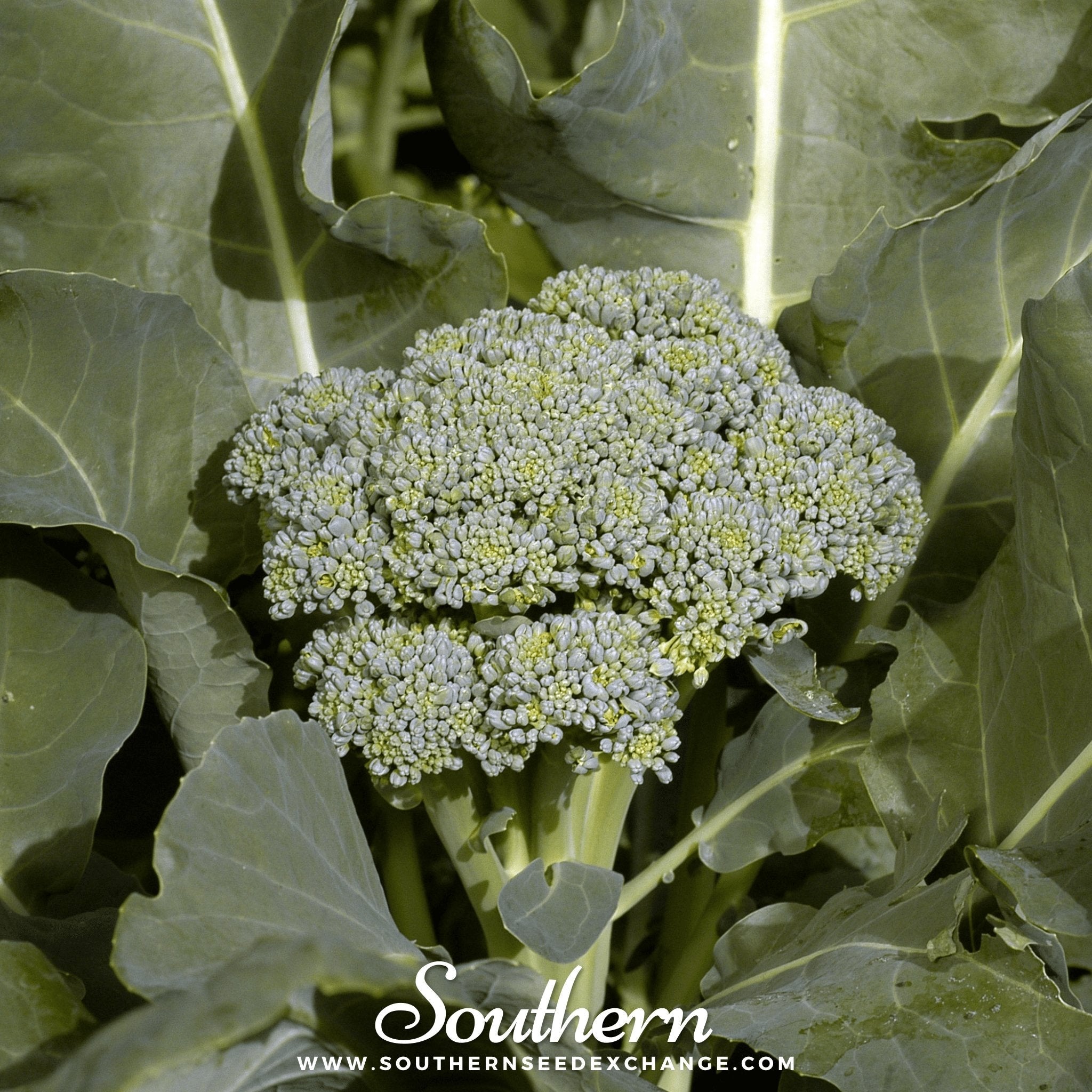 Broccoli, Di Cicco (Brassica oleracea) - 200 Seeds seed packet from Seed Therapy – American - grown, heirloom seeds