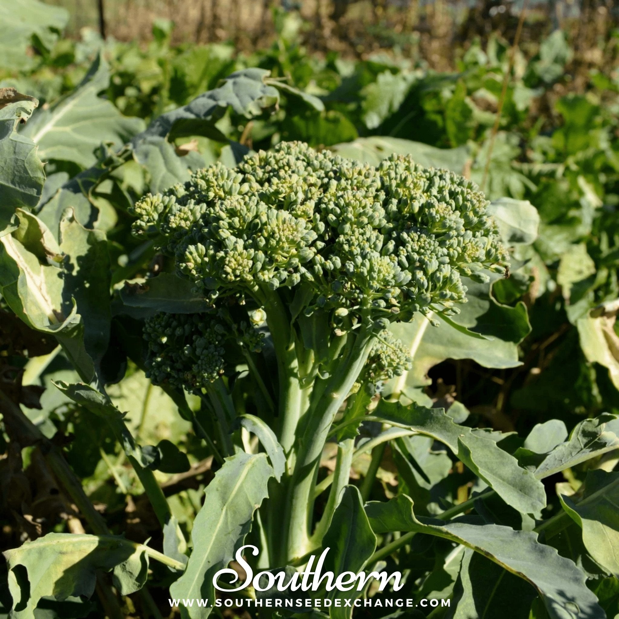 Broccoli, Di Cicco (Brassica oleracea) - 200 Seeds seed packet from Seed Therapy – American - grown, heirloom seeds