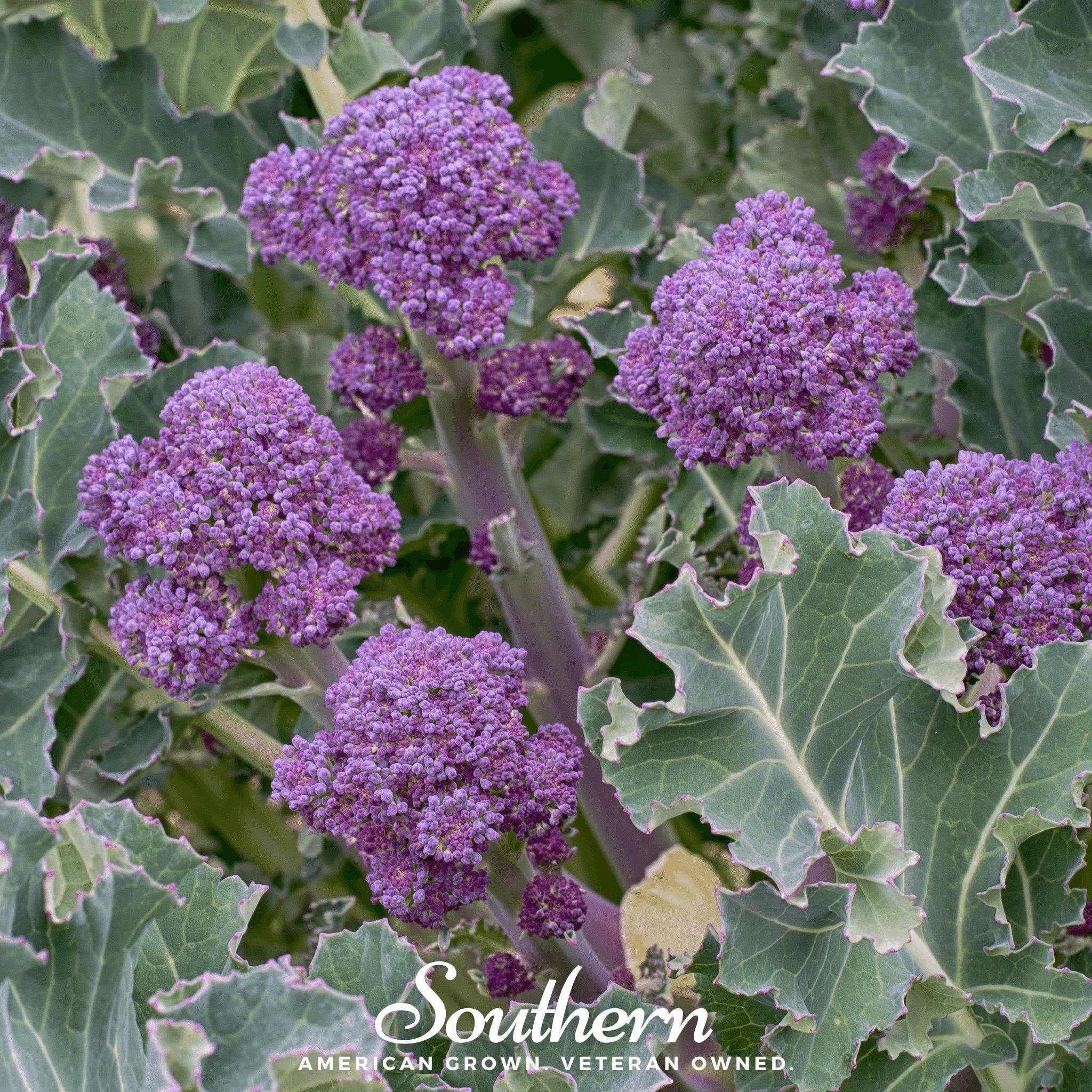Broccoli, Purple Sprouting (Brasssica oleracea) - 100 Seeds seed packet from Seed Therapy – American - grown, heirloom seeds