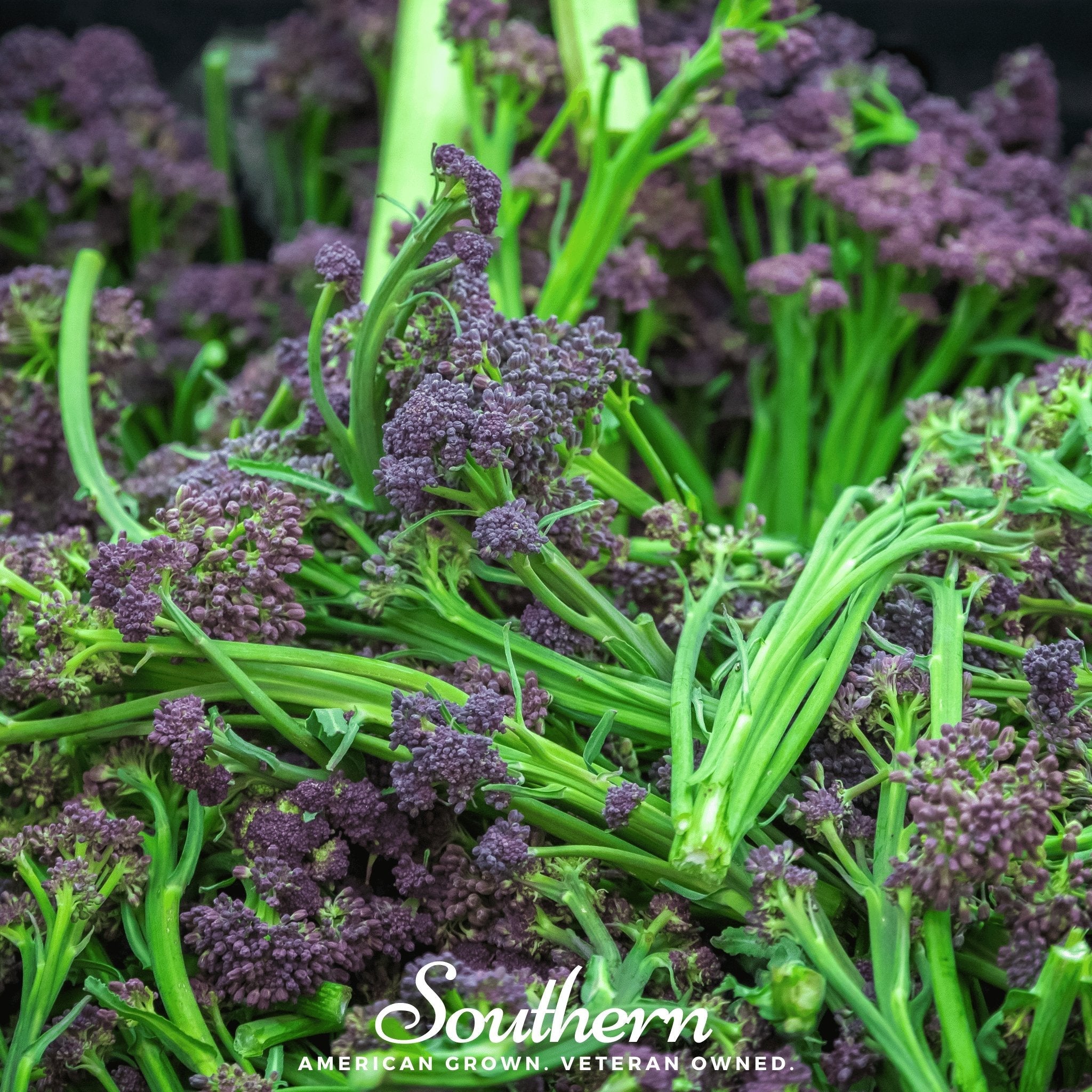 Broccoli, Purple Sprouting (Brasssica oleracea) - 100 Seeds seed packet from Seed Therapy – American - grown, heirloom seeds