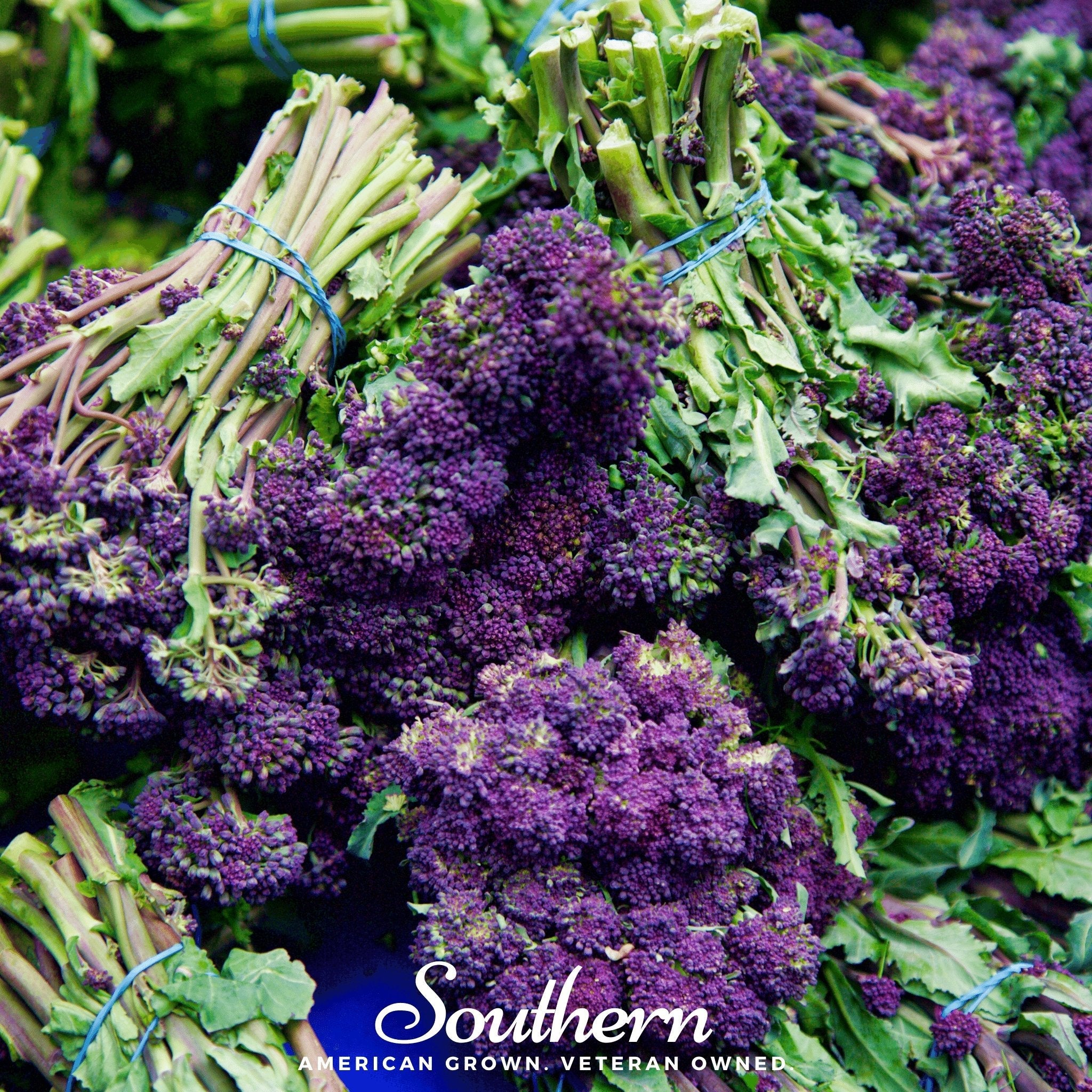 Broccoli, Purple Sprouting (Brasssica oleracea) - 100 Seeds seed packet from Seed Therapy – American - grown, heirloom seeds