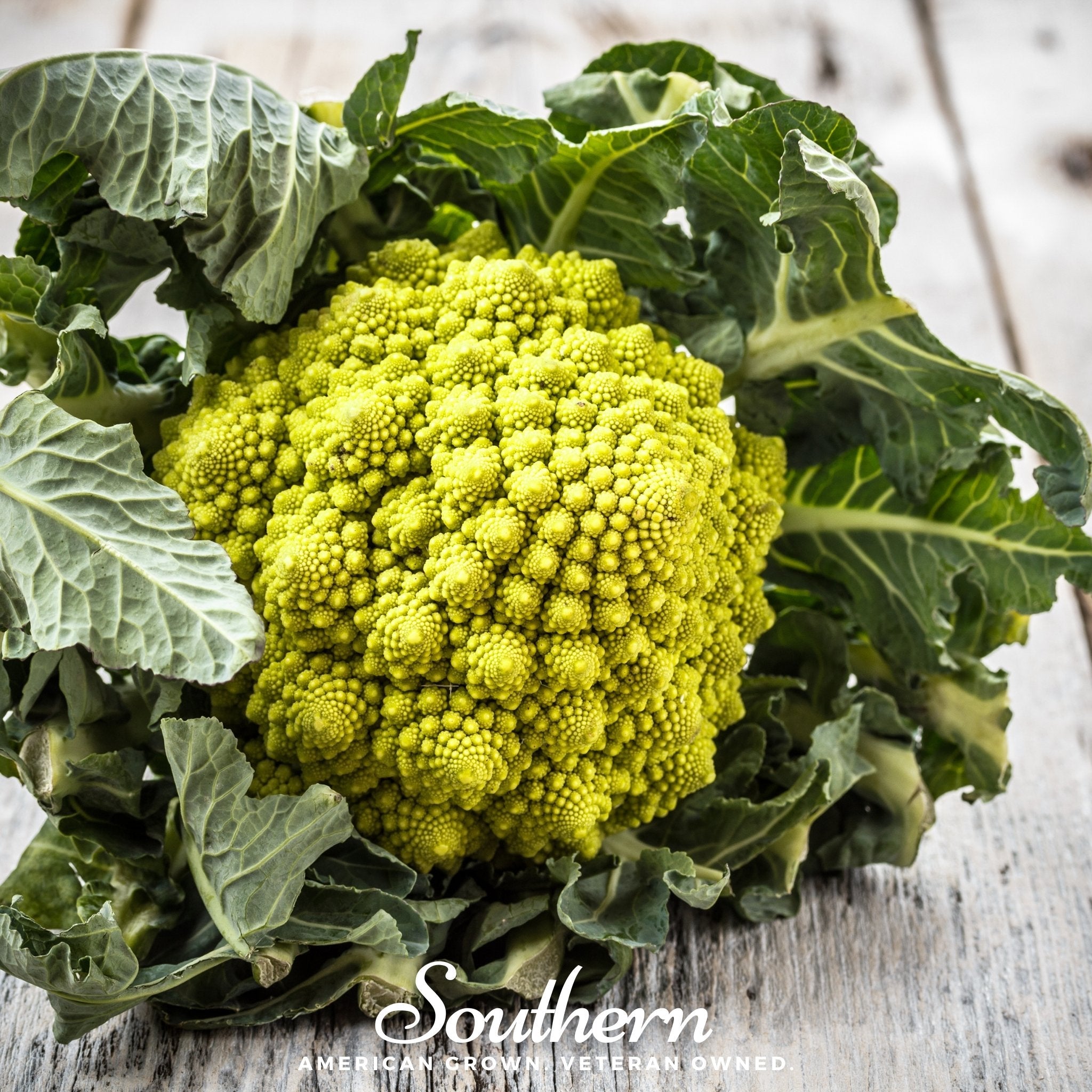 Broccoli, Romanesco (Brassica oleracea) - 100 Seeds seed packet from Seed Therapy – American - grown, heirloom seeds