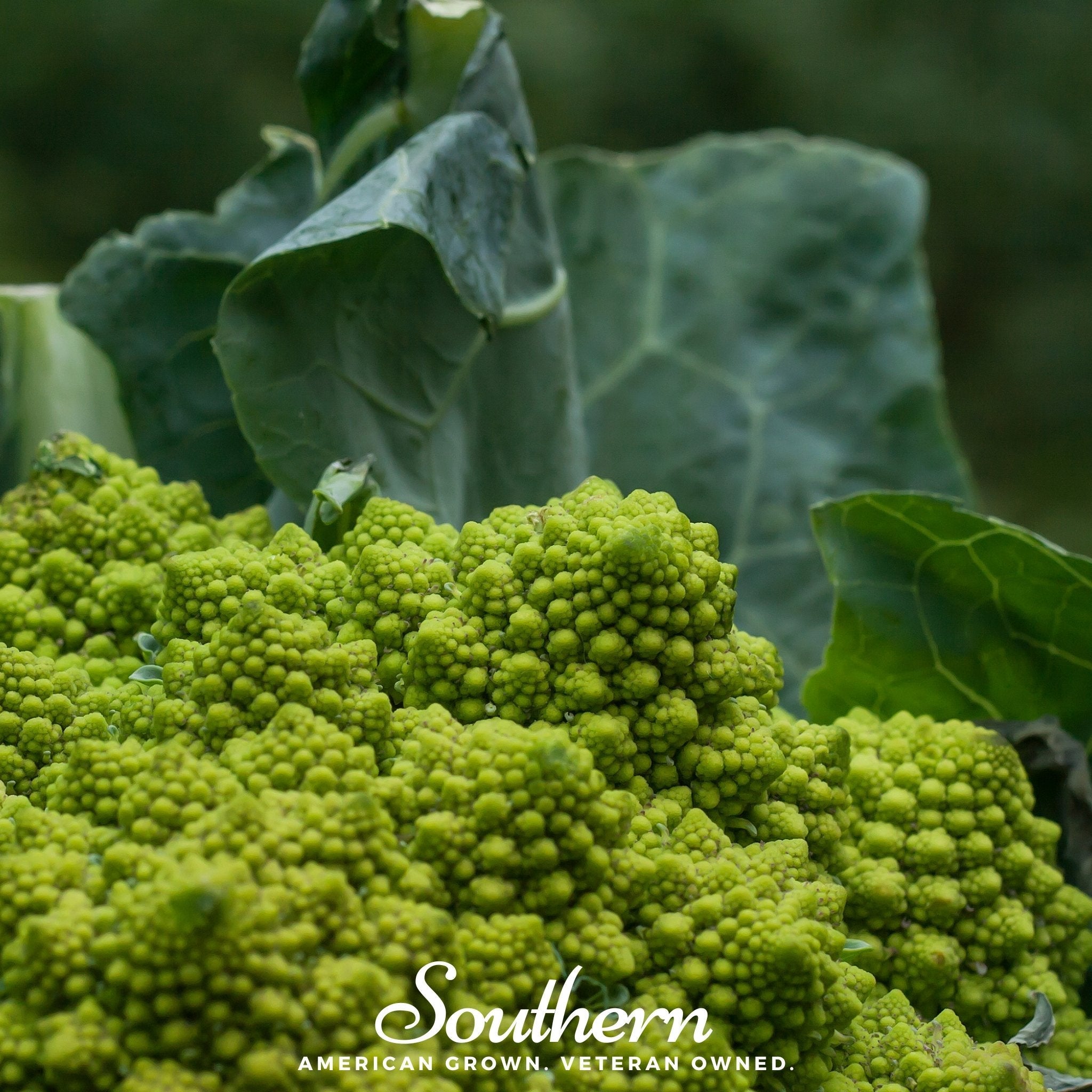 Broccoli, Romanesco (Brassica oleracea) - 100 Seeds seed packet from Seed Therapy – American - grown, heirloom seeds