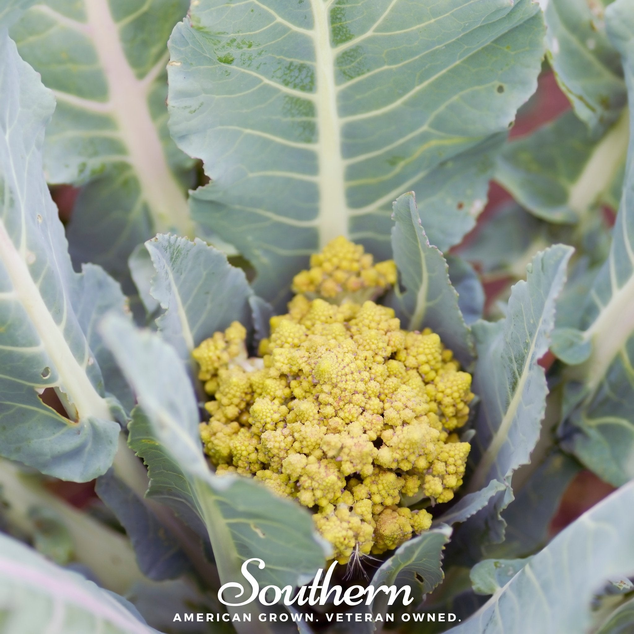 Broccoli, Romanesco (Brassica oleracea) - 100 Seeds seed packet from Seed Therapy – American - grown, heirloom seeds