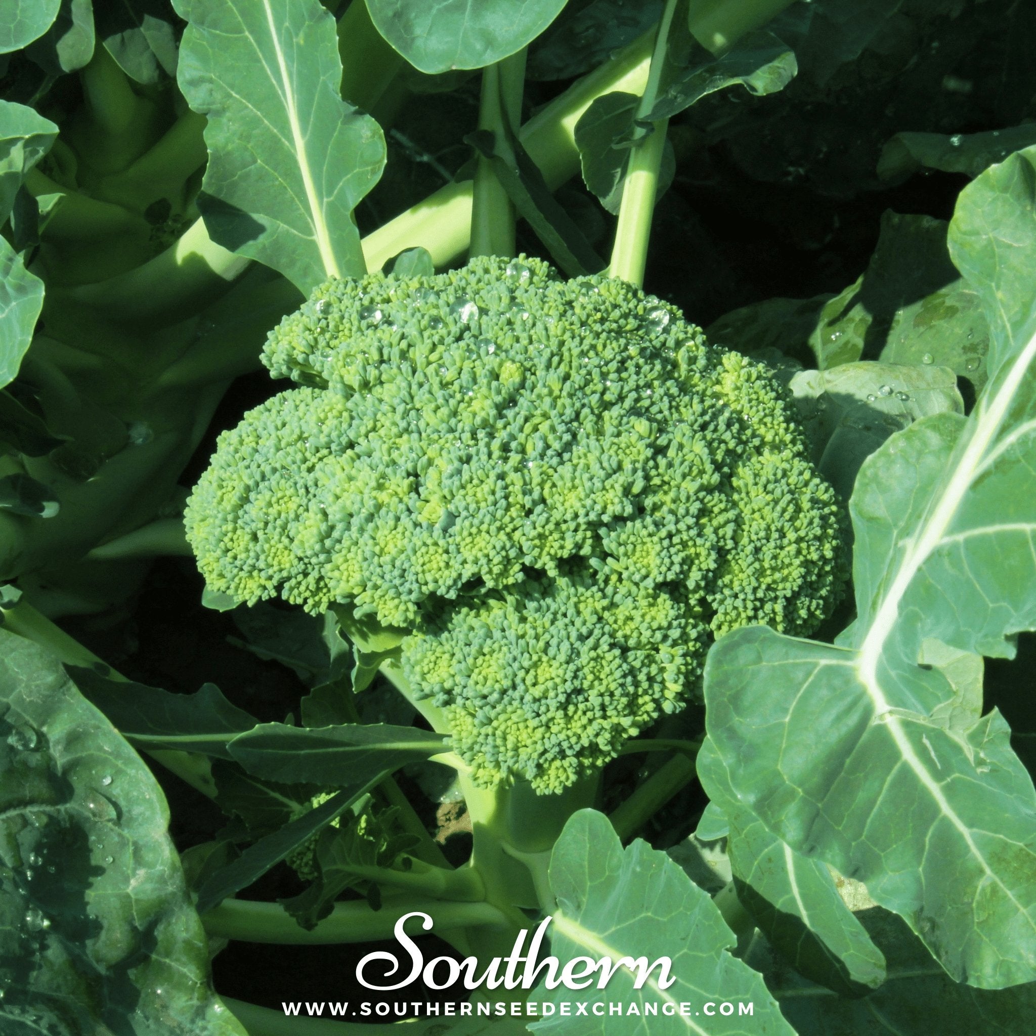 Broccoli, Waltham 29 (Brassica oleracea) - 100 Seeds seed packet from Seed Therapy – American - grown, heirloom seeds