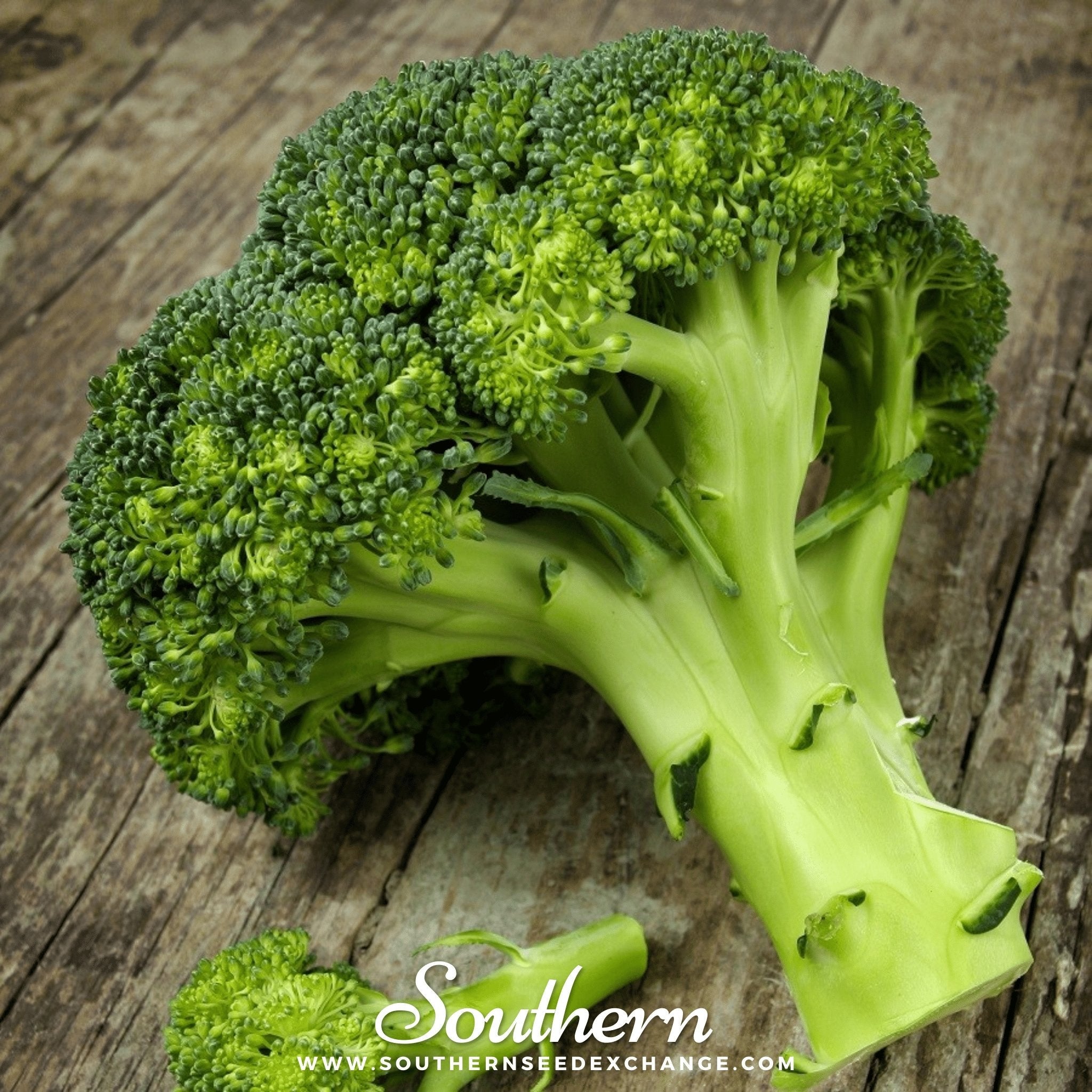 Broccoli, Waltham 29 (Brassica oleracea) - 100 Seeds seed packet from Seed Therapy – American - grown, heirloom seeds