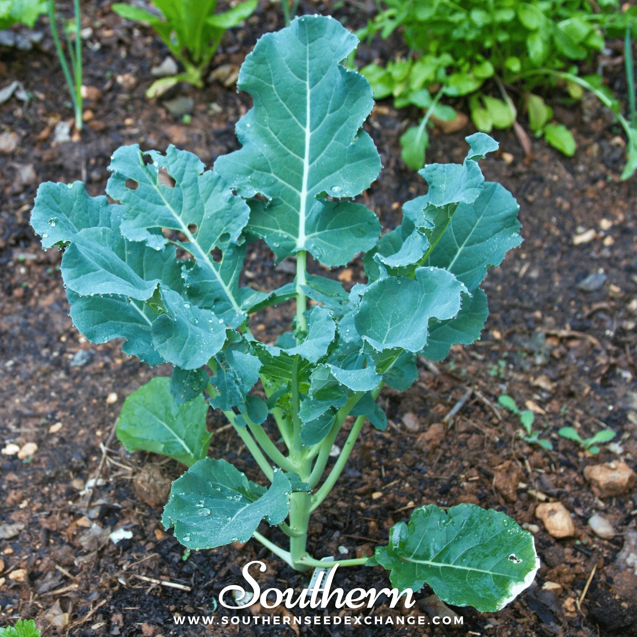 Broccoli, Waltham 29 (Brassica oleracea) - 100 Seeds seed packet from Seed Therapy – American - grown, heirloom seeds