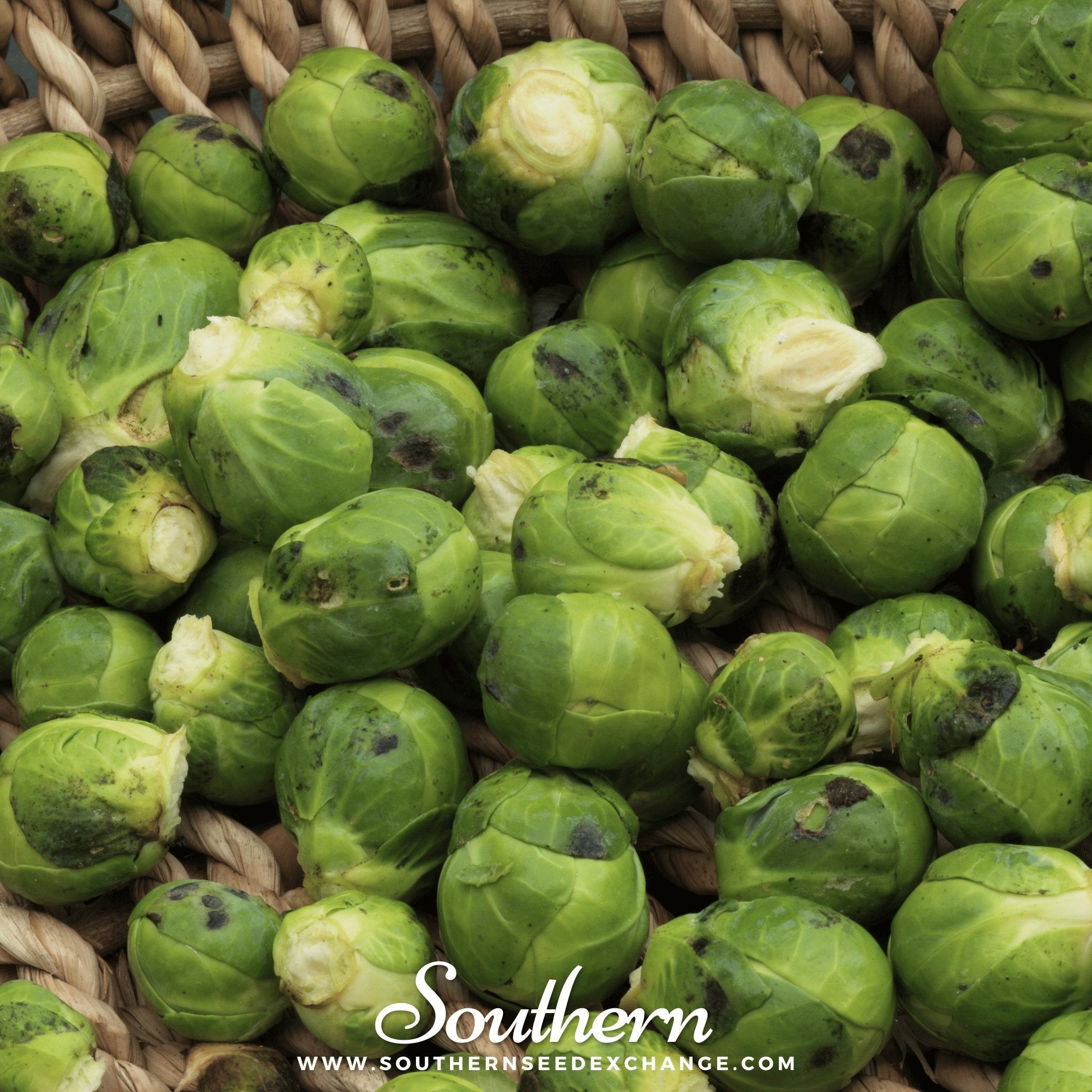 Brussels Sprouts, Catskill (Brassica oleracea) - 150 Seeds seed packet from Seed Therapy – American - grown, heirloom seeds