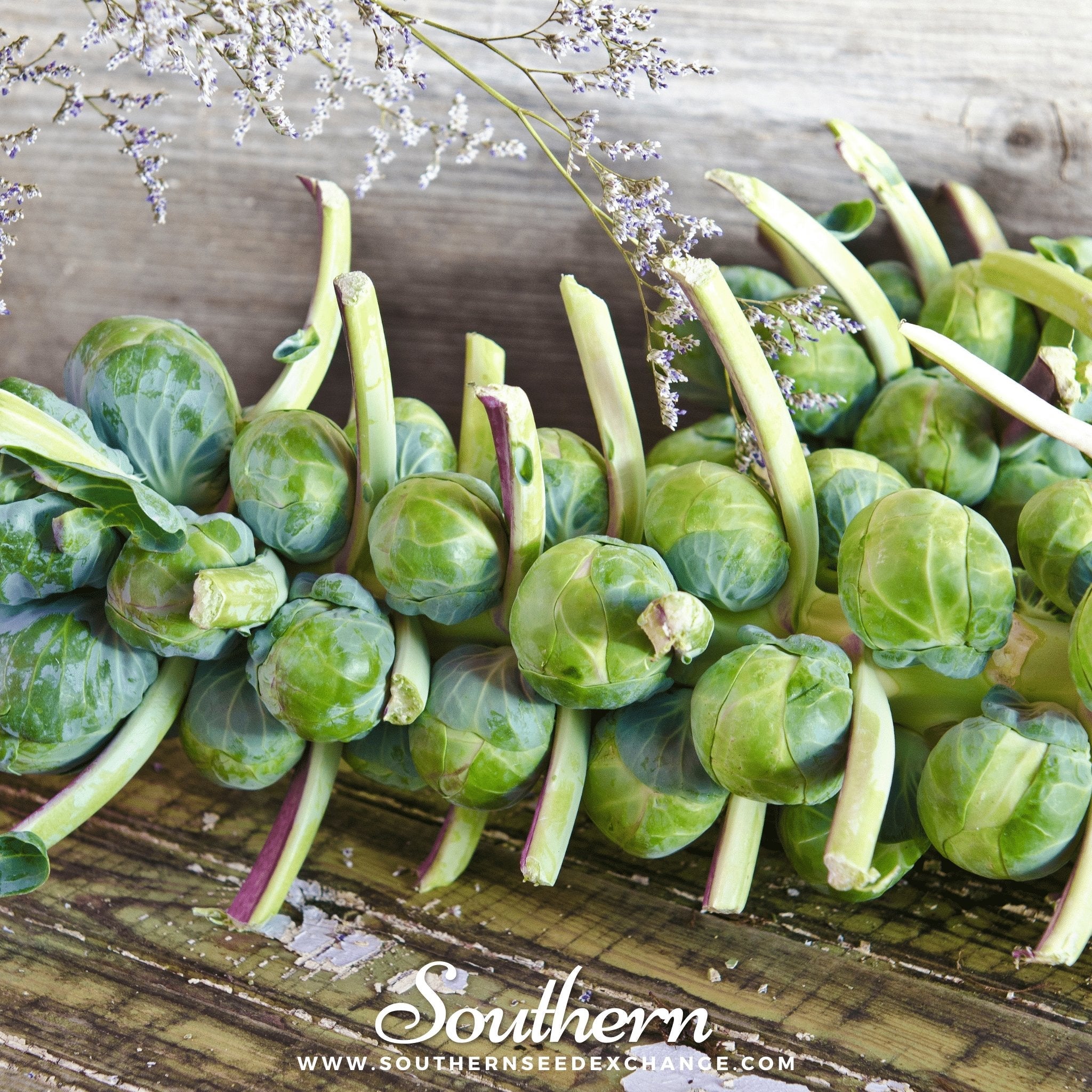 Brussels Sprouts, Catskill (Brassica oleracea) - 150 Seeds seed packet from Seed Therapy – American - grown, heirloom seeds