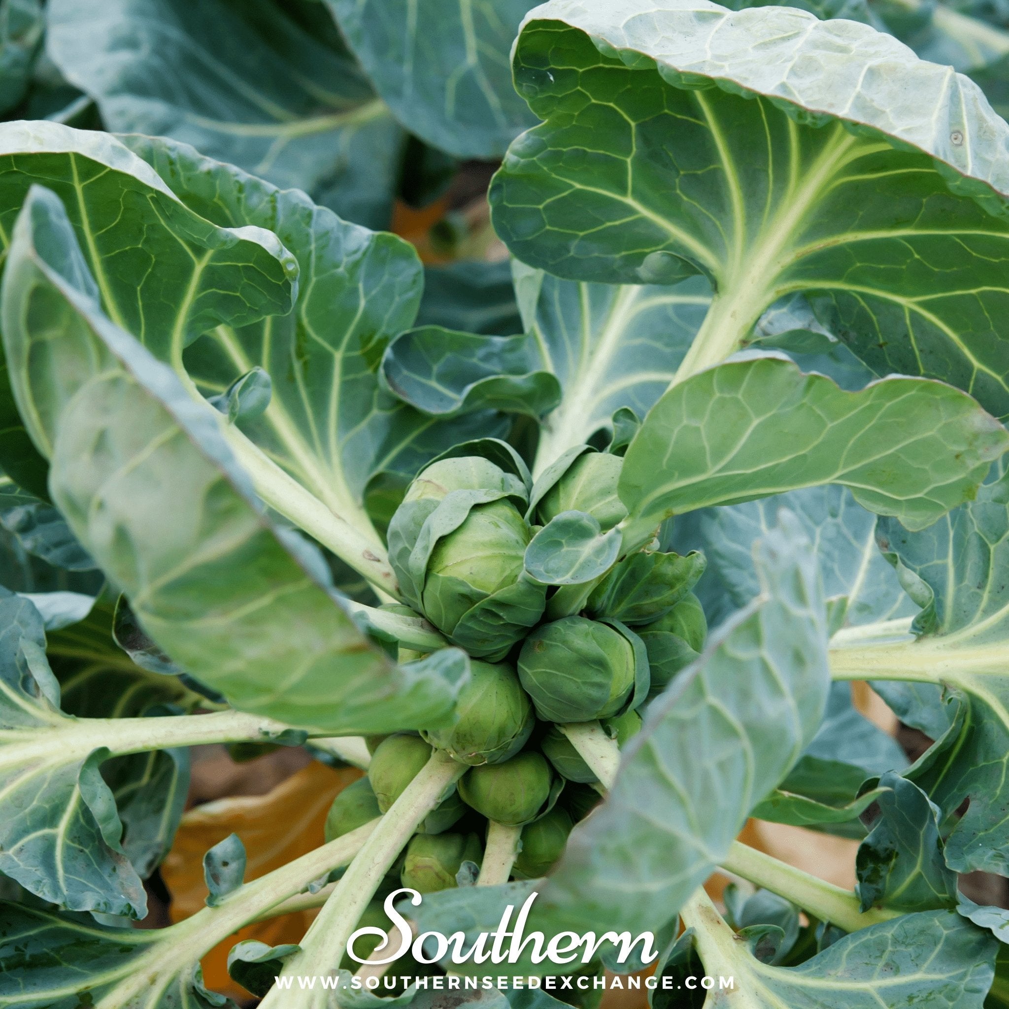 Brussels Sprouts, Long Island Improved (Brassica oleracea) - 150 Seeds seed packet from Seed Therapy – American - grown, heirloom seeds