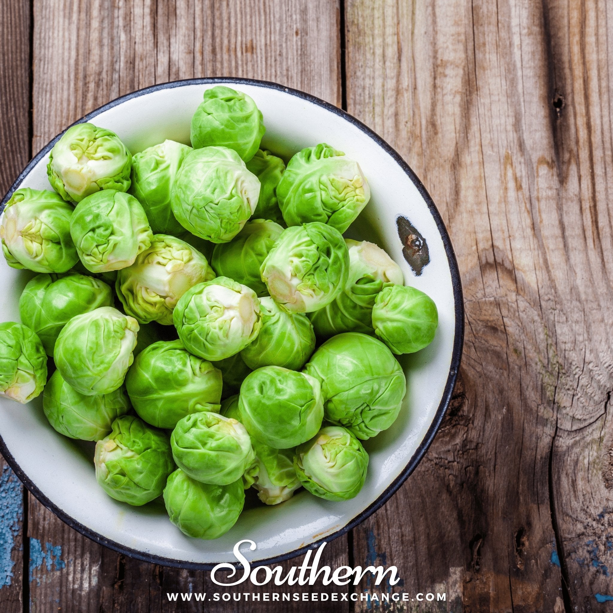 Brussels Sprouts, Long Island Improved (Brassica oleracea) - 150 Seeds seed packet from Seed Therapy – American - grown, heirloom seeds