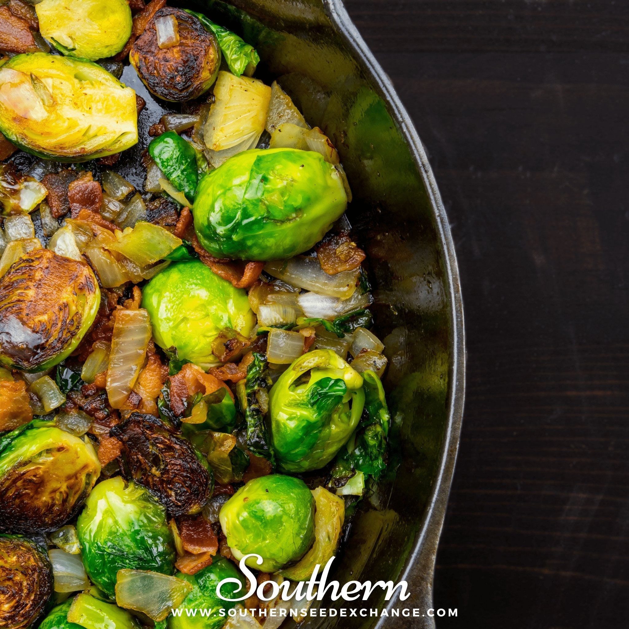 Brussels Sprouts, Long Island Improved (Brassica oleracea) - 150 Seeds seed packet from Seed Therapy – American - grown, heirloom seeds