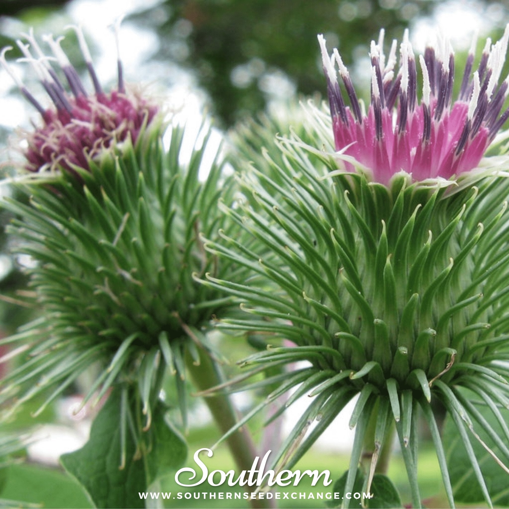 Burdock (Arctium lappa) - 50 Seeds seed packet from Seed Therapy – American - grown, heirloom seeds