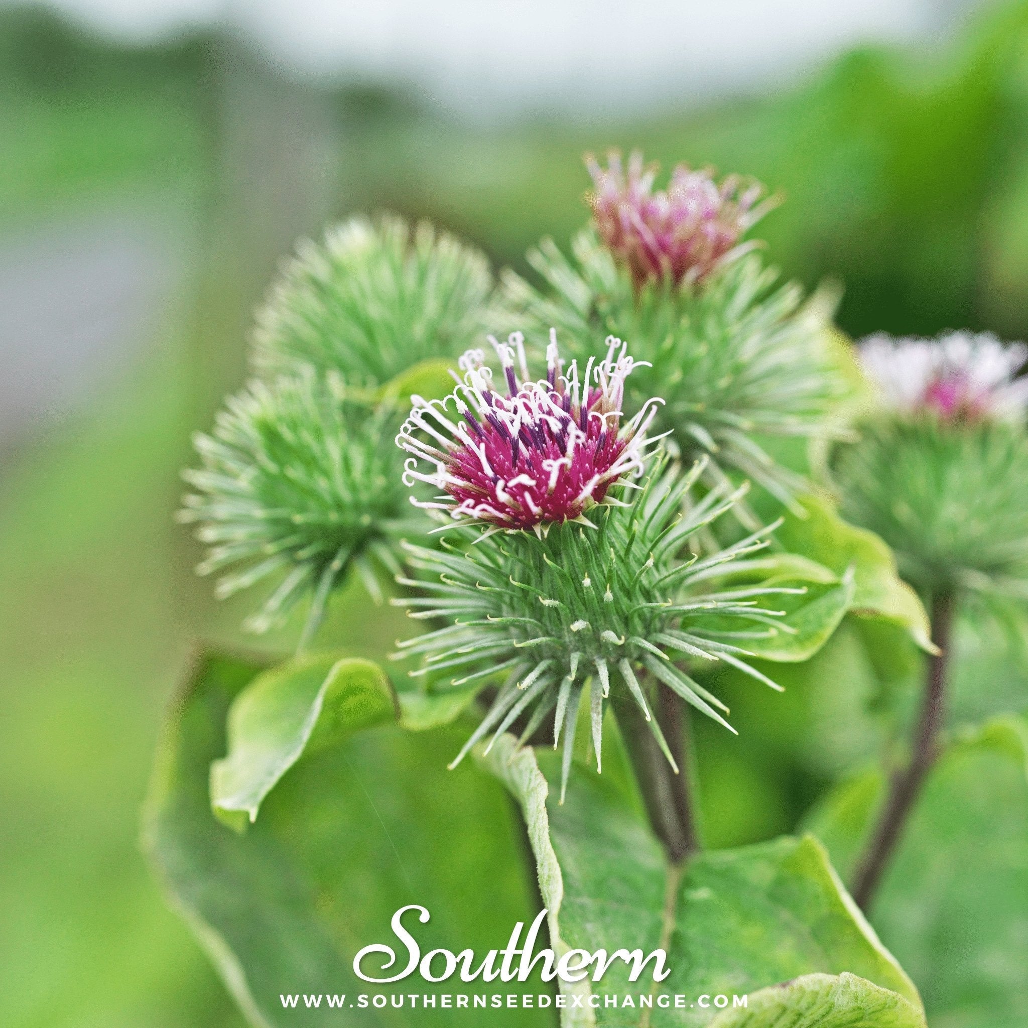 Burdock (Arctium lappa) - 50 Seeds seed packet from Seed Therapy – American - grown, heirloom seeds