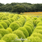 Burning Bush (Kochia trichophylla) - Changes Colors - 100 Seeds seed packet from Seed Therapy – American - grown, heirloom seeds