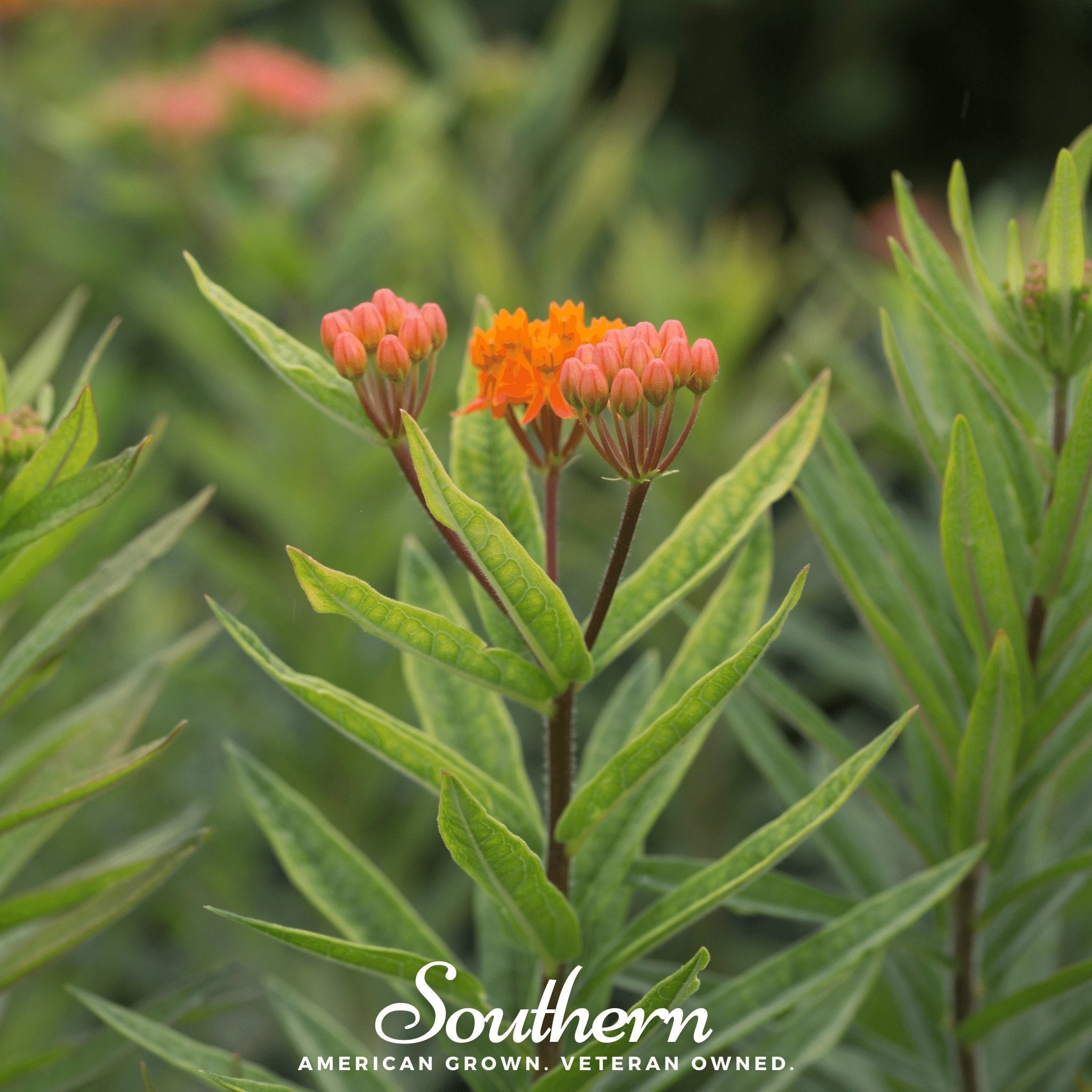Butterfly Weed, Orange Milkweed (Asclepias tuberosa) - 35 Seeds seed packet from Seed Therapy – American - grown, heirloom seeds