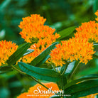 Butterfly Weed, Orange Milkweed (Asclepias tuberosa) - 35 Seeds seed packet from Seed Therapy – American - grown, heirloom seeds