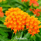 Butterfly Weed, Orange Milkweed (Asclepias tuberosa) - 35 Seeds seed packet from Seed Therapy – American - grown, heirloom seeds