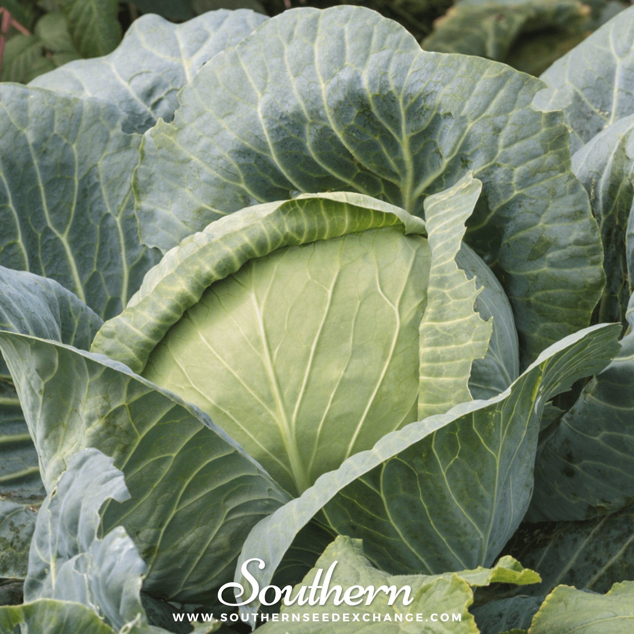 Cabbage, Brunswick (Brassica oleracea) - 200 Seeds seed packet from Seed Therapy – American - grown, heirloom seeds
