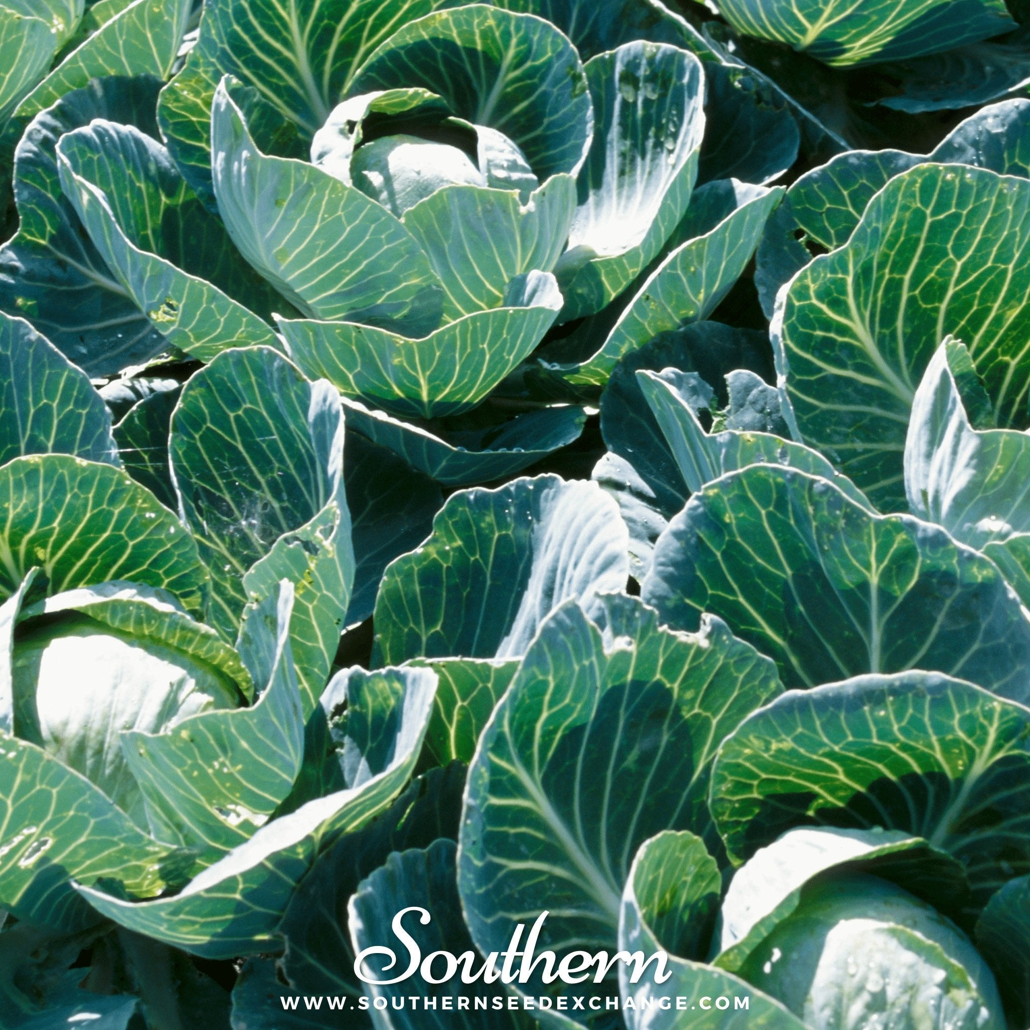 Cabbage, Copenhagen Market (Brassica oleracea) - 100 Seeds seed packet from Seed Therapy – American - grown, heirloom seeds