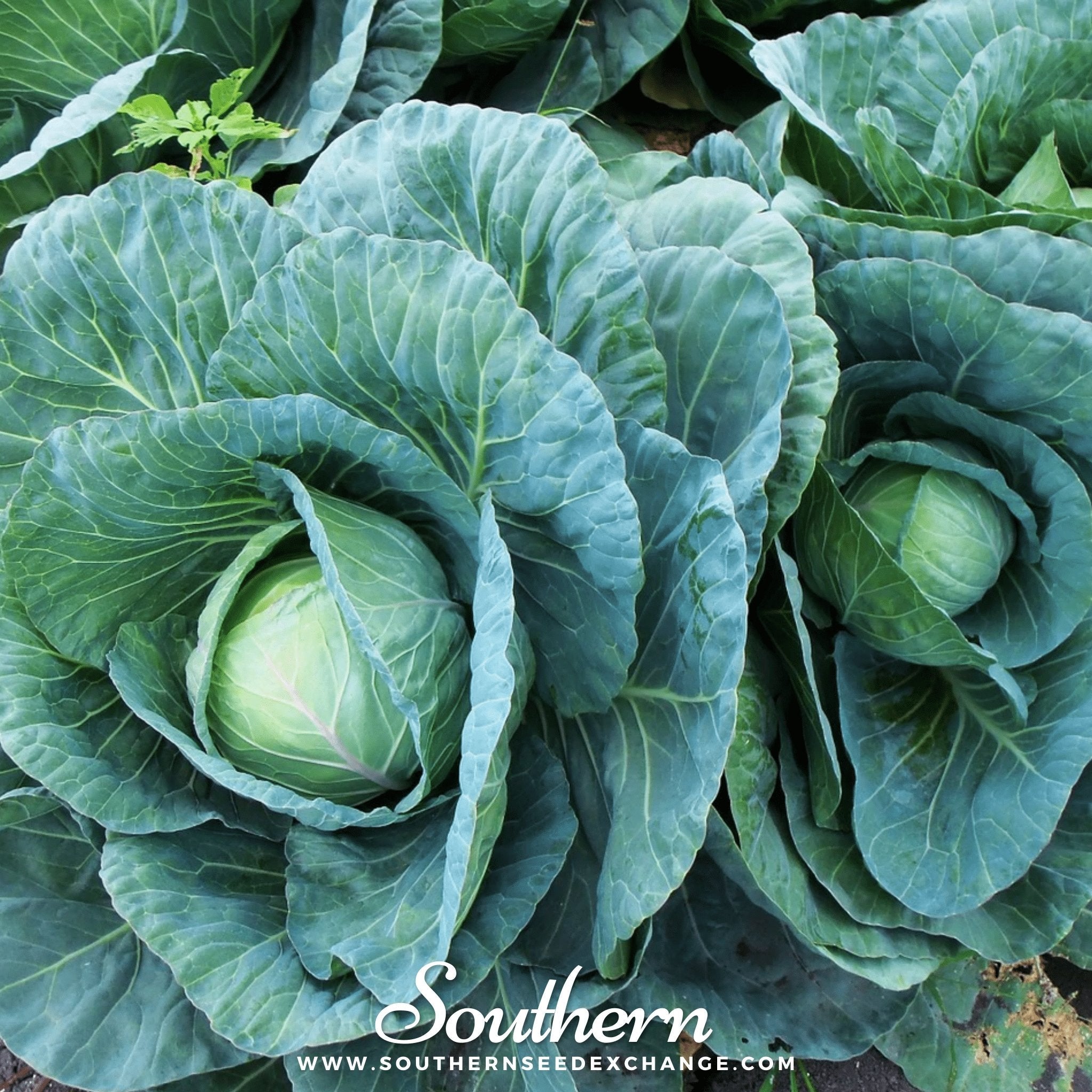Cabbage, Copenhagen Market (Brassica oleracea) - 100 Seeds seed packet from Seed Therapy – American - grown, heirloom seeds
