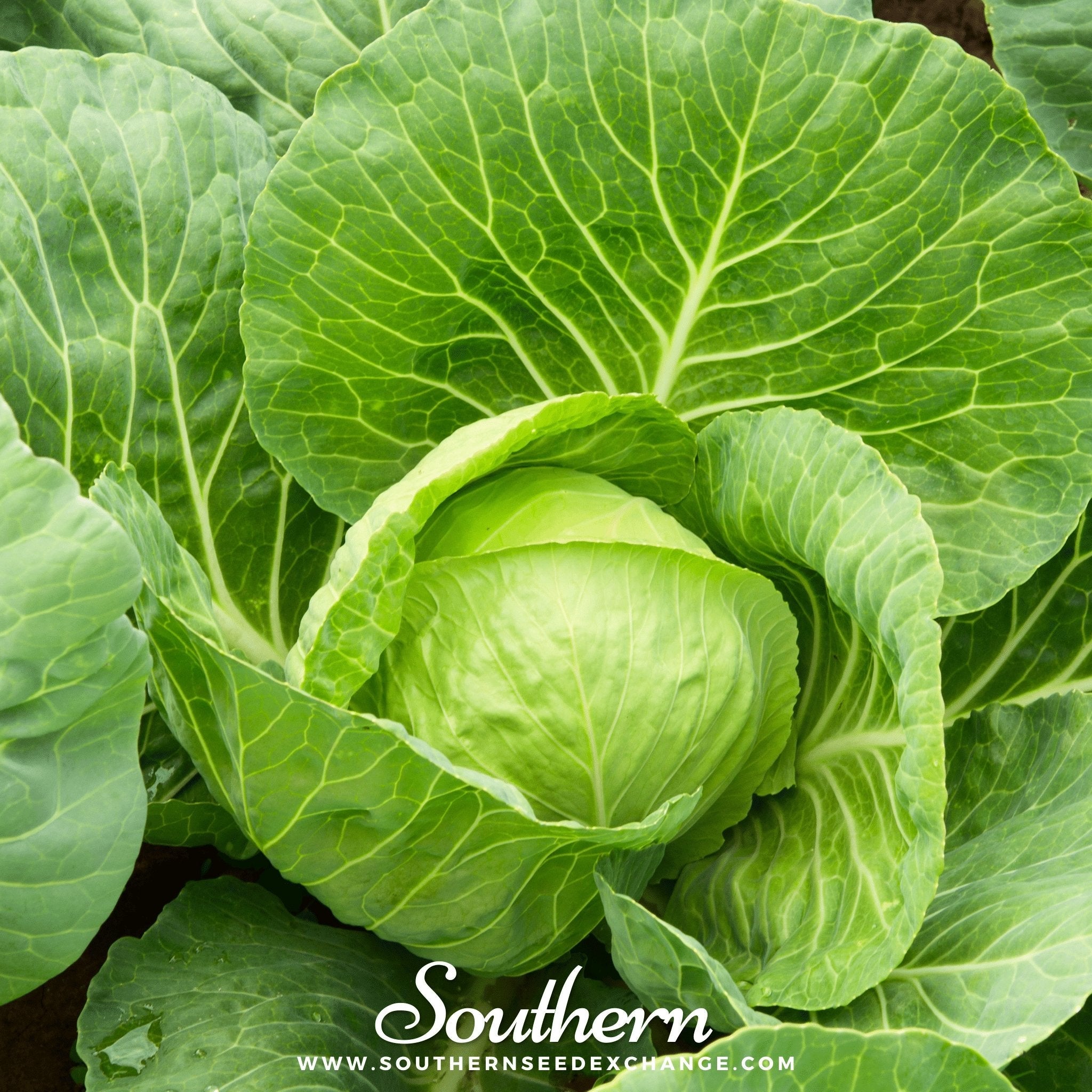Cabbage, Golden Acre (Brassica oleracea) - 200 Seeds seed packet from Seed Therapy – American - grown, heirloom seeds