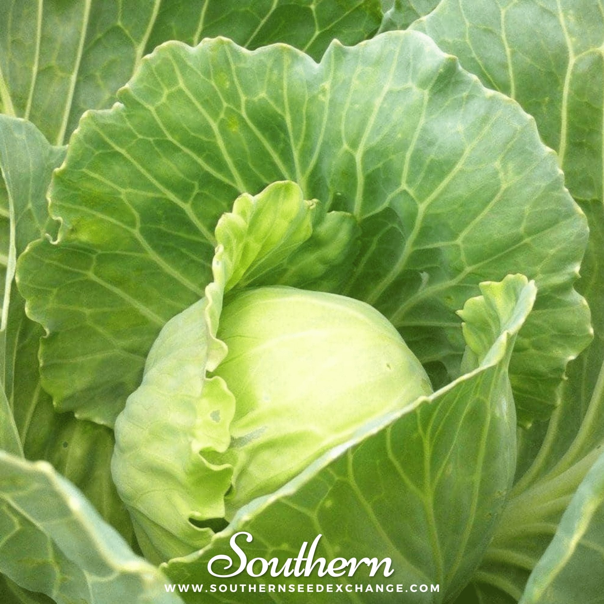Cabbage, Golden Acre (Brassica oleracea) - 200 Seeds seed packet from Seed Therapy – American - grown, heirloom seeds