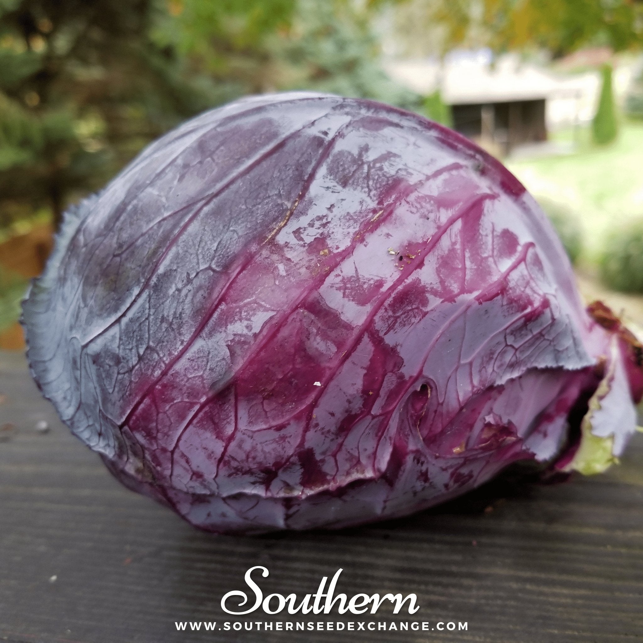 Cabbage, Mammoth Red Rock (Brassica oleracea) - 100 Seeds seed packet from Seed Therapy – American - grown, heirloom seeds