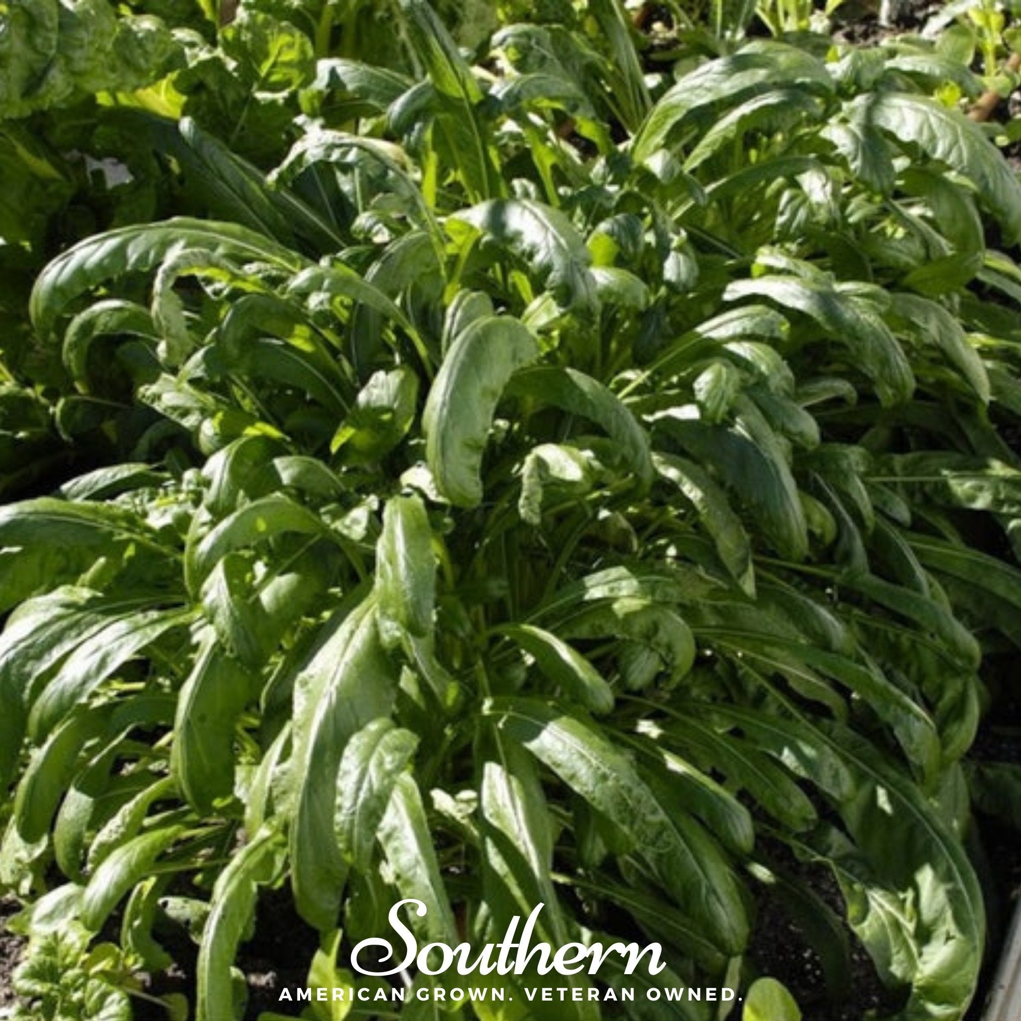 Cabbage, Mibuna Chinese (Brassica oleracea) - 100 Seeds seed packet from Seed Therapy – American - grown, heirloom seeds