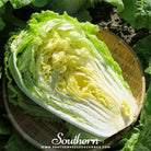 Cabbage, Napa Michihili Heading (Brassica oleracea) - 100 Seeds seed packet from Seed Therapy – American - grown, heirloom seeds