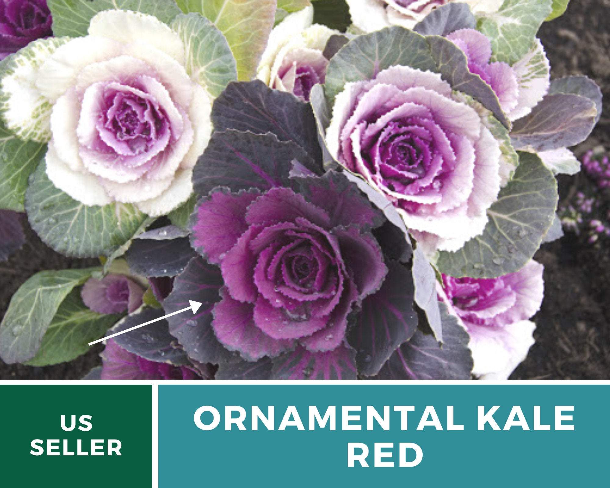 Cabbage, Ornamental, Red (Brassica oleracea) - 10 Seeds seed packet from Seed Therapy – American - grown, heirloom seeds