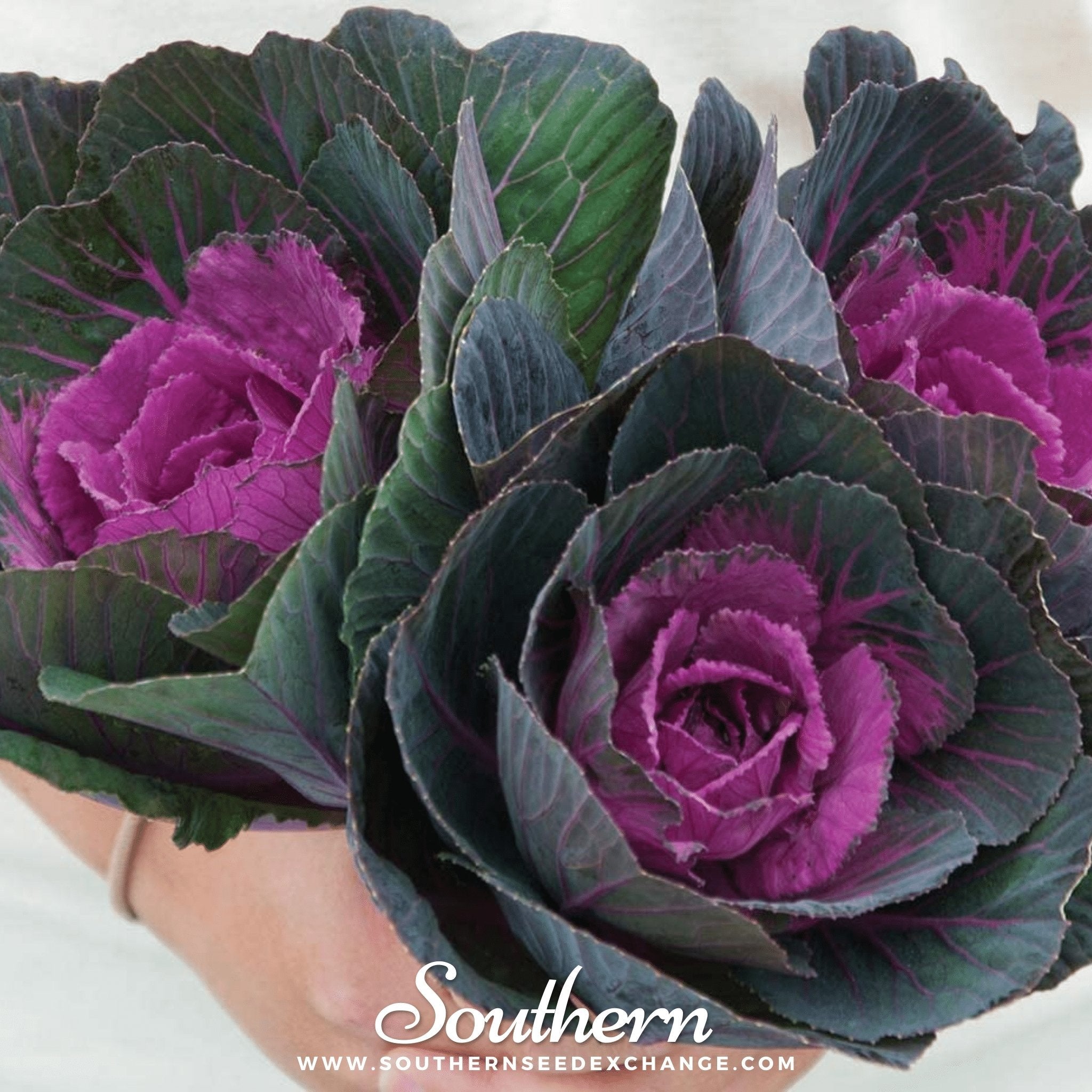 Cabbage, Ornamental, Red (Brassica oleracea) - 10 Seeds seed packet from Seed Therapy – American - grown, heirloom seeds