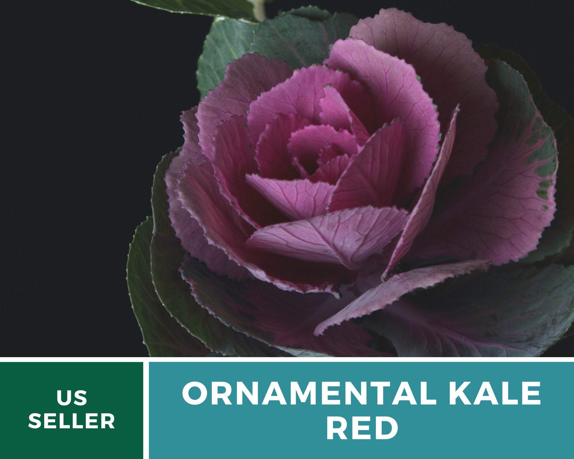 Cabbage, Ornamental, Red (Brassica oleracea) - 10 Seeds seed packet from Seed Therapy – American - grown, heirloom seeds