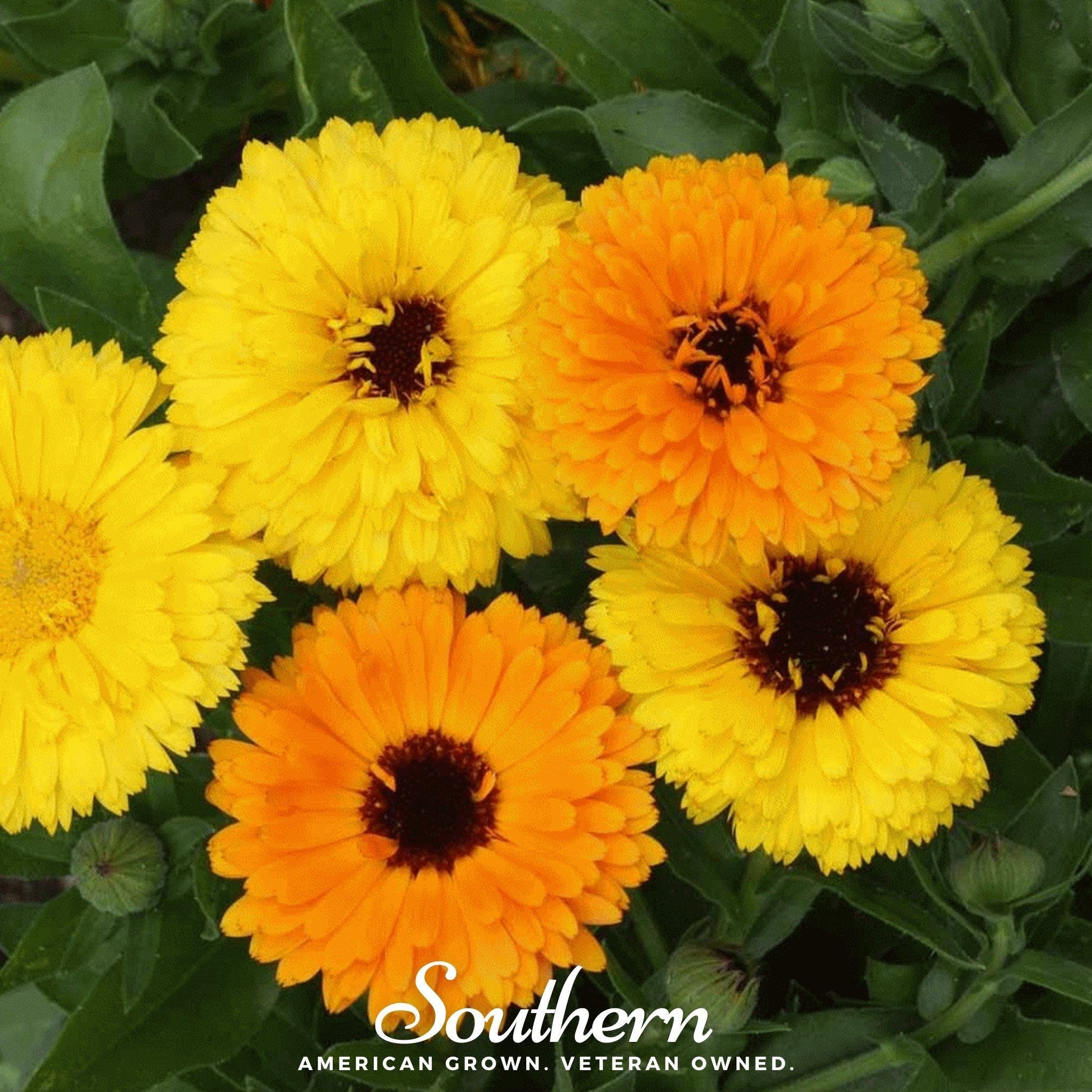 Calendula, Fiesta Gitana (Calendula officinalis) - 100 Seeds seed packet from Seed Therapy – American - grown, heirloom seeds