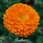 Calendula, Orange King (Calendula officinalis) - 100 Seeds seed packet from Seed Therapy – American - grown, heirloom seeds