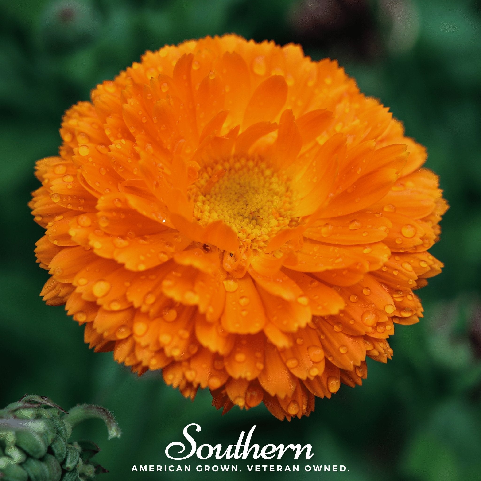 Calendula, Orange King (Calendula officinalis) - 100 Seeds seed packet from Seed Therapy – American - grown, heirloom seeds