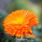 Calendula, Orange King (Calendula officinalis) - 100 Seeds seed packet from Seed Therapy – American - grown, heirloom seeds