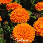 Calendula, Orange King (Calendula officinalis) - 100 Seeds seed packet from Seed Therapy – American - grown, heirloom seeds