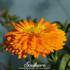 Calendula, Orange King (Calendula officinalis) - 100 Seeds seed packet from Seed Therapy – American - grown, heirloom seeds