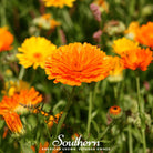 Calendula, Pacific Beauty (Calendula officinalis) - 100 Seeds seed packet from Seed Therapy – American - grown, heirloom seeds