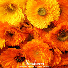 Calendula, Pacific Beauty (Calendula officinalis) - 100 Seeds seed packet from Seed Therapy – American - grown, heirloom seeds