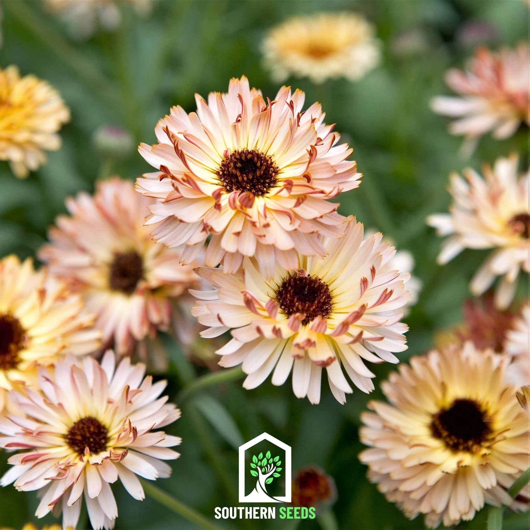 Calendula, Sunset Buff (Calendula officinalis) - 50 Seeds seed packet from Seed Therapy – American - grown, heirloom seeds