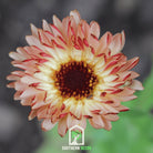 Calendula, Sunset Buff (Calendula officinalis) - 50 Seeds seed packet from Seed Therapy – American - grown, heirloom seeds