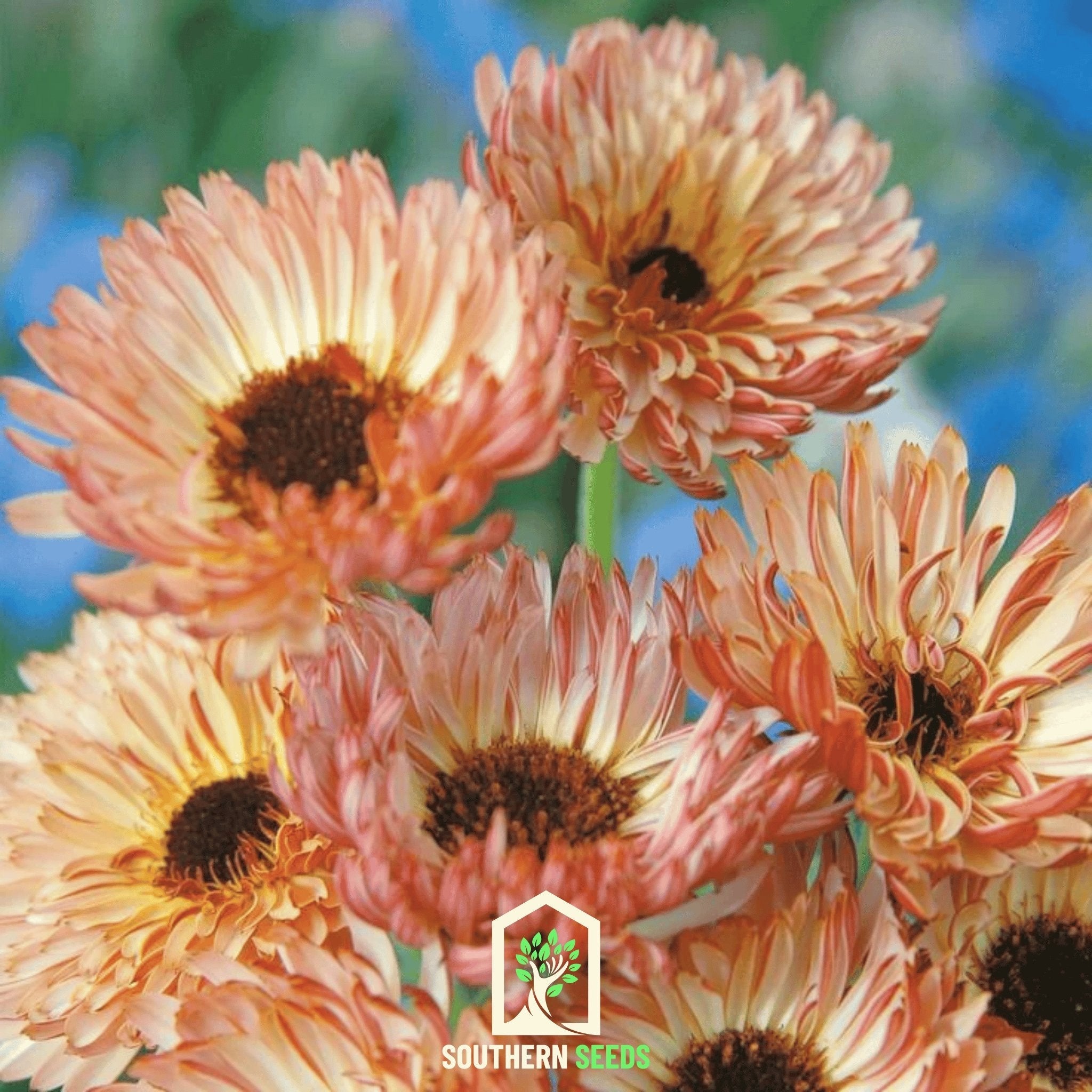 Calendula, Sunset Buff (Calendula officinalis) - 50 Seeds seed packet from Seed Therapy – American - grown, heirloom seeds