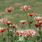 Calendula, Sunset Buff (Calendula officinalis) - 50 Seeds seed packet from Seed Therapy – American - grown, heirloom seeds